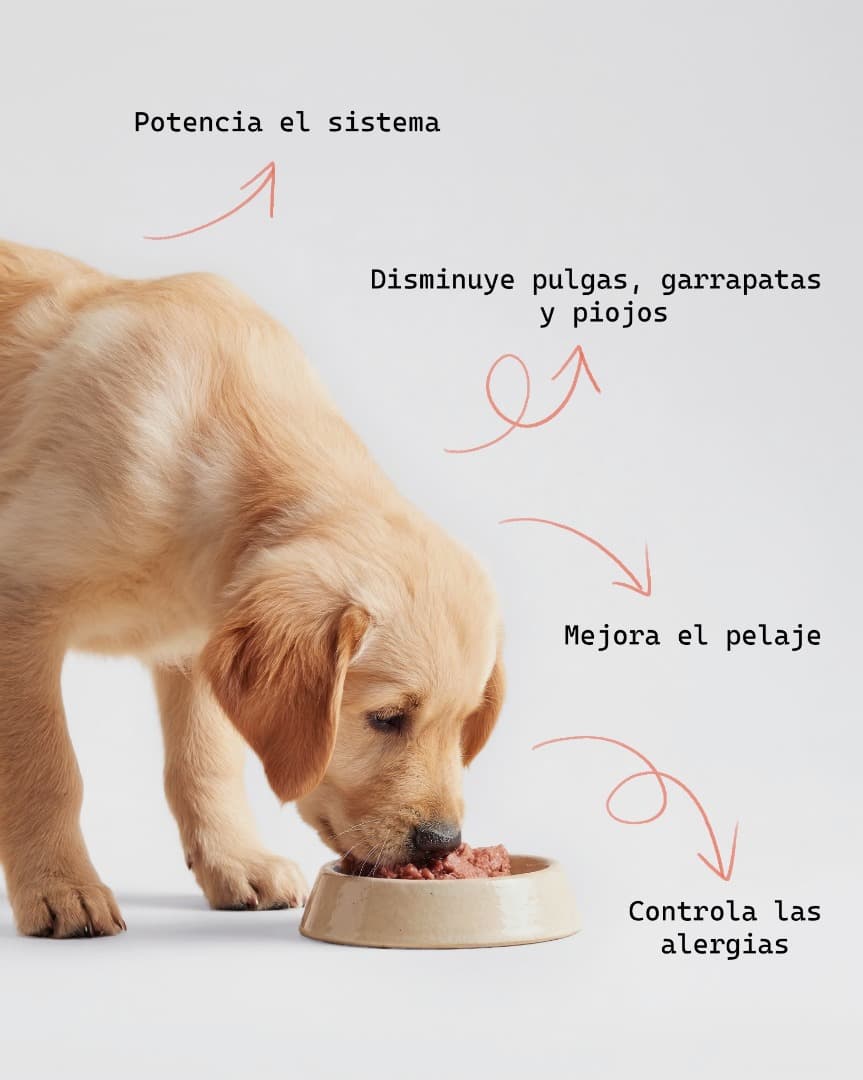 ALIMENTO GREENDOG CACHORRO 3kg 3