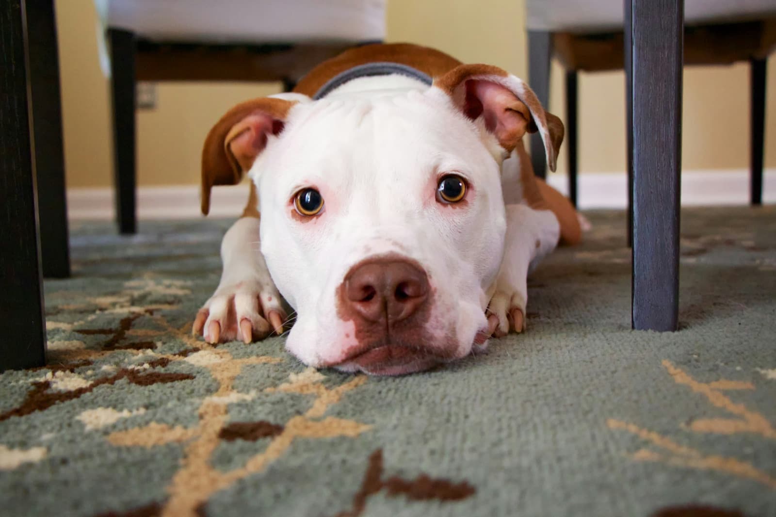 Perro acostado debajo de una mesa mirando a cámara