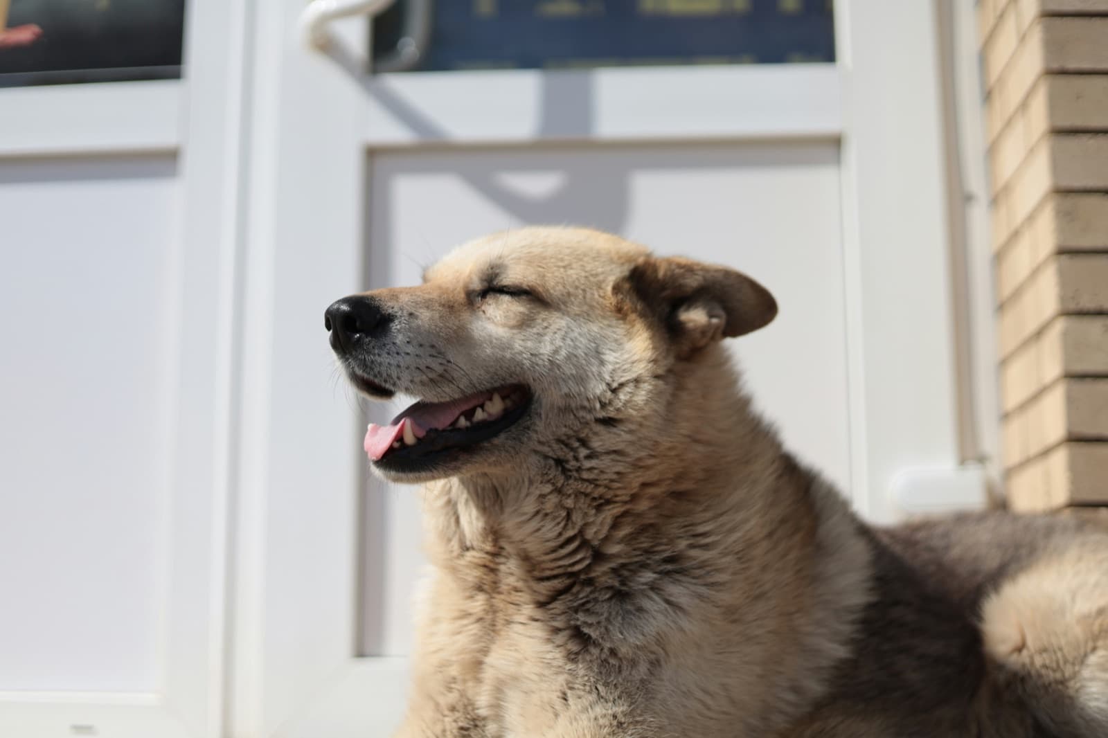 Perro jadeando al sol junto a una puerta