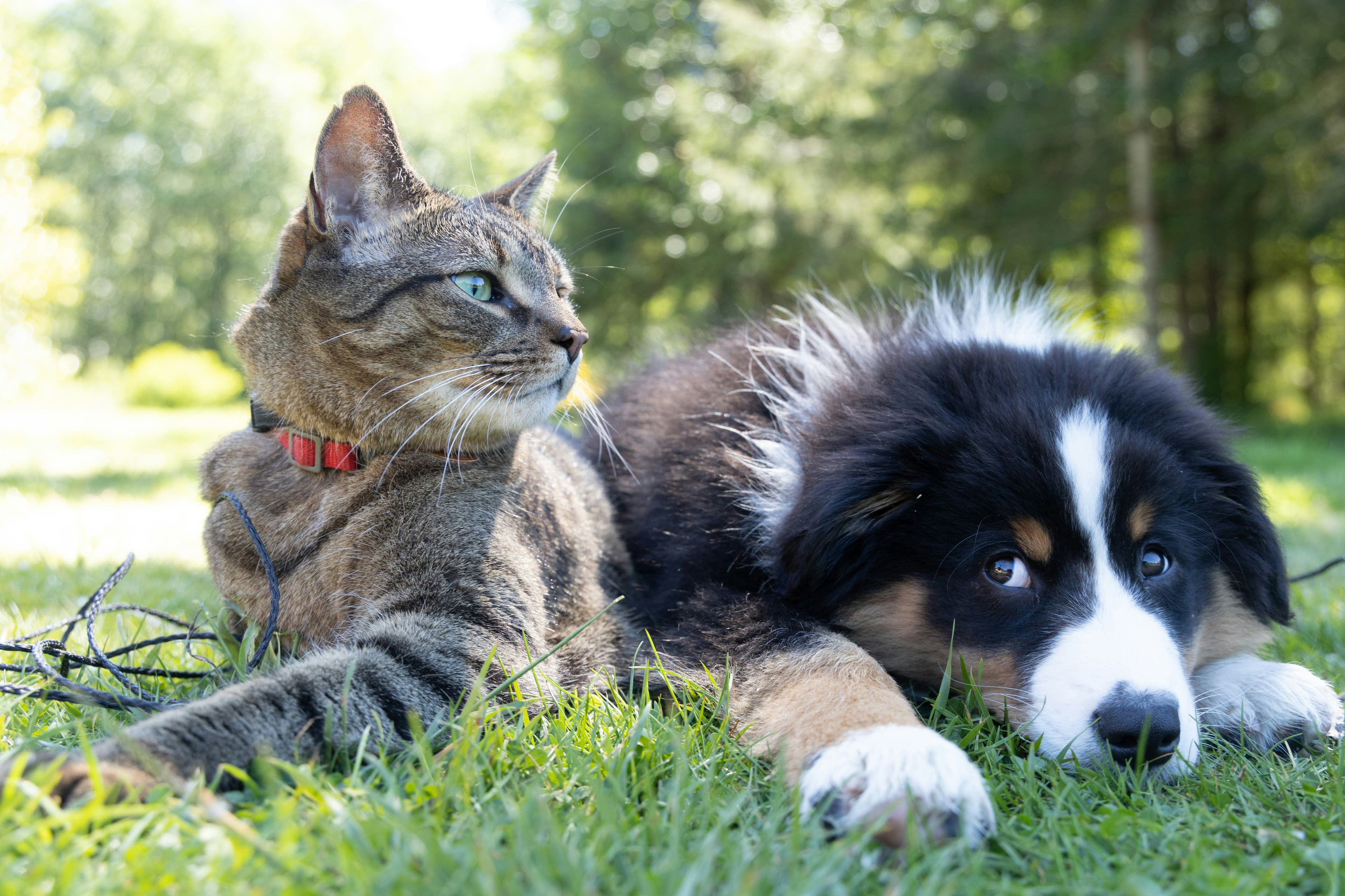 Perro y gato cachorros acostados en el pasto