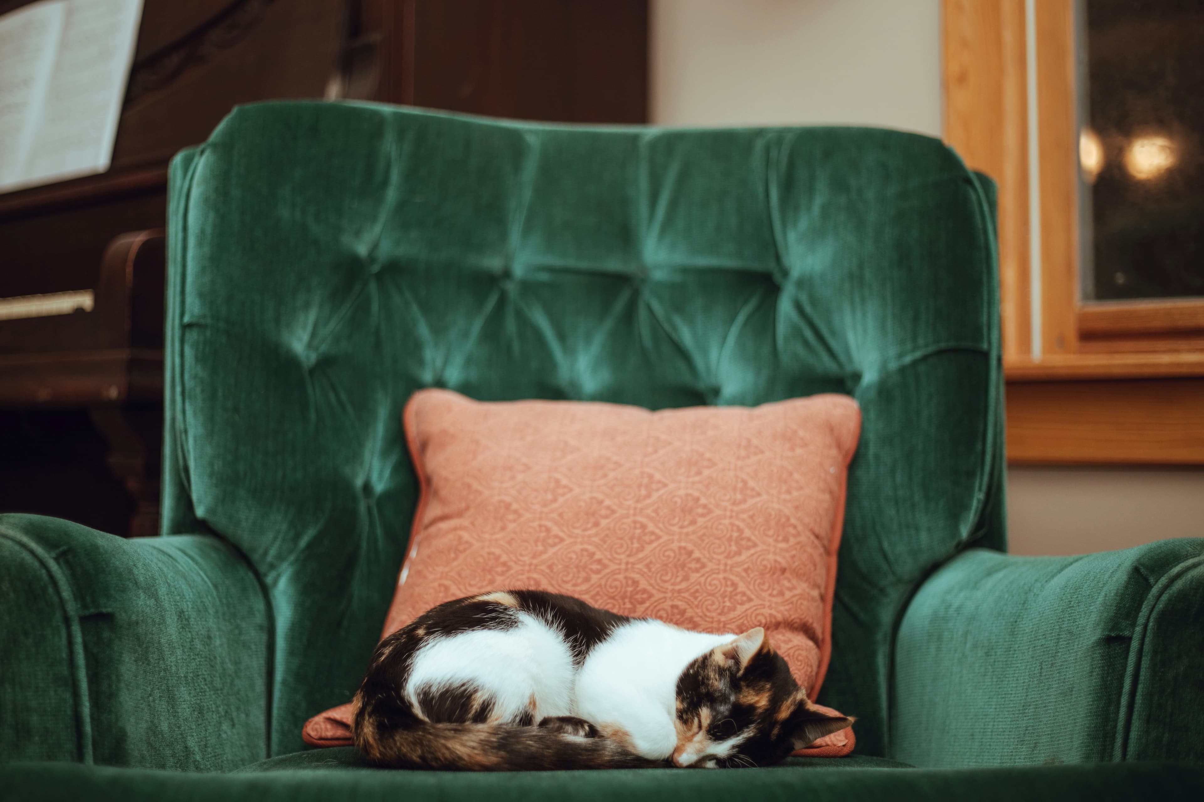 Gato durmiendo sobre un sillón verde