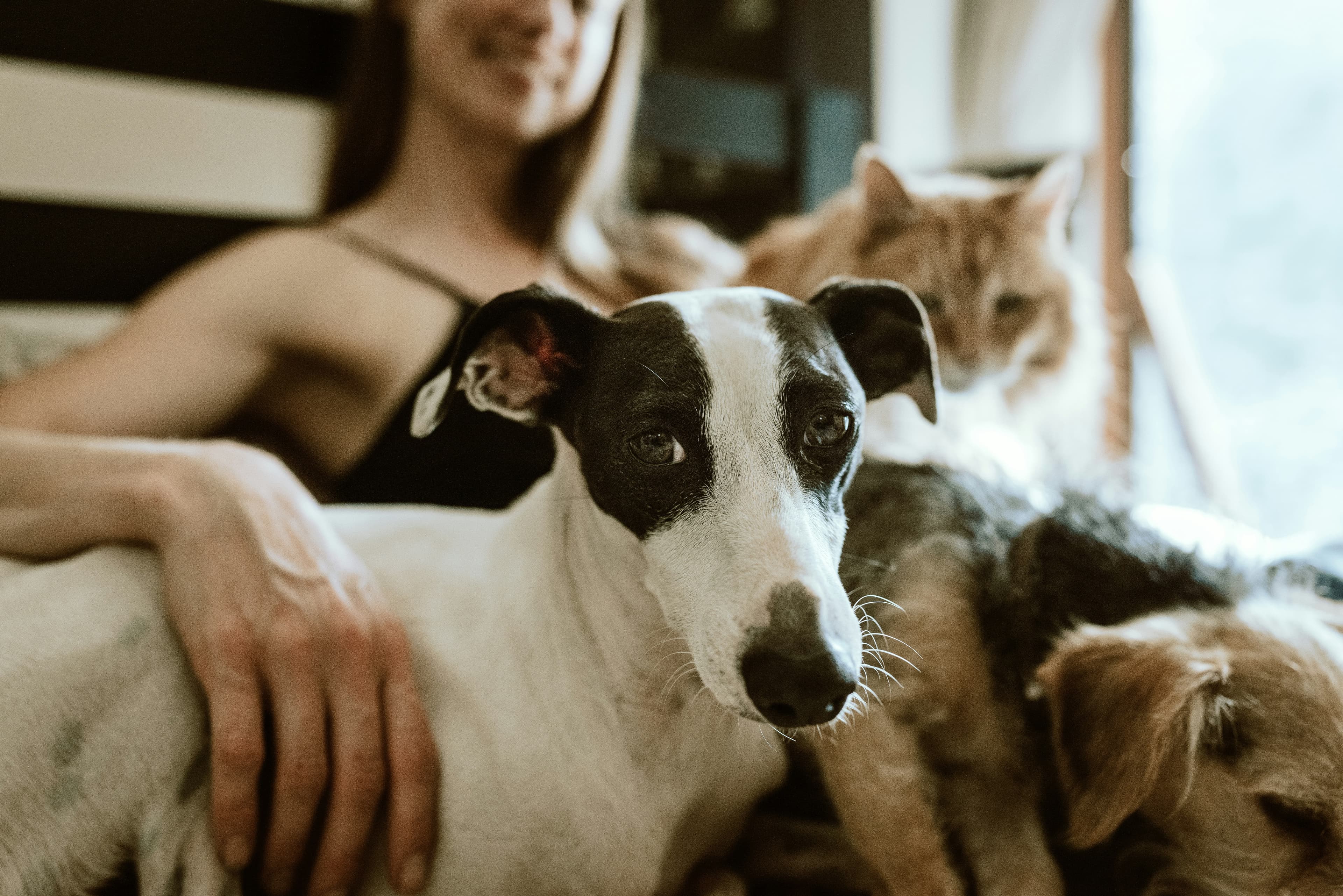 Persona acompañada por un perro y un gato en la cama